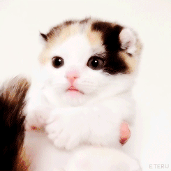 kitten